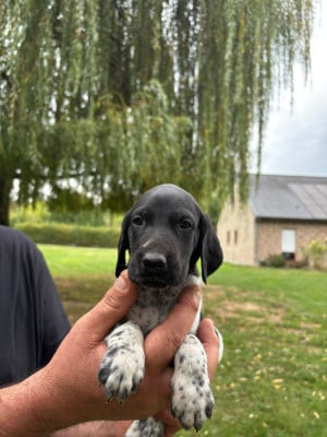 Les chiots de Braque allemand à poil court