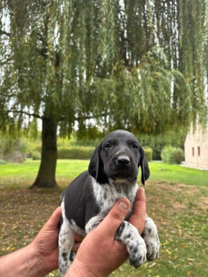 Les chiots de Braque allemand à poil court