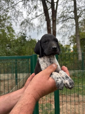 Les chiots de Braque allemand à poil court
