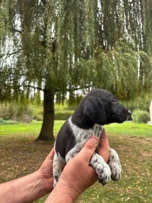 Les chiots de Braque allemand à poil court