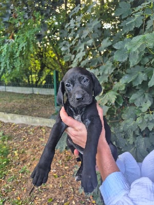 Les chiots de Braque allemand à poil court