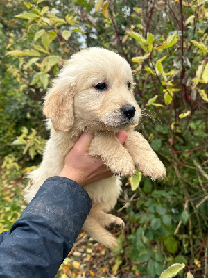 Les chiots de Golden Retriever