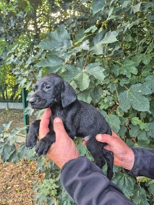 Les chiots de Braque allemand à poil court