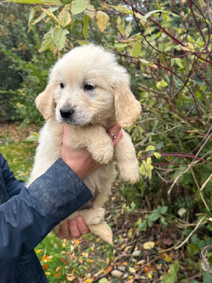 Les chiots de Golden Retriever
