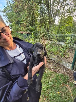 Les chiots de Braque allemand à poil court