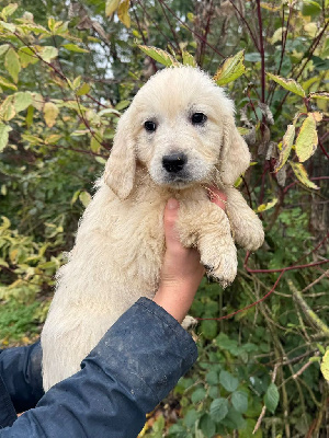 Les chiots de Golden Retriever