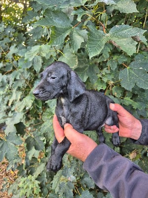 Les chiots de Braque allemand à poil court