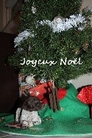 des Mannes Fleuries - Braque allemand à poil court - Portée née le 01/12/2018