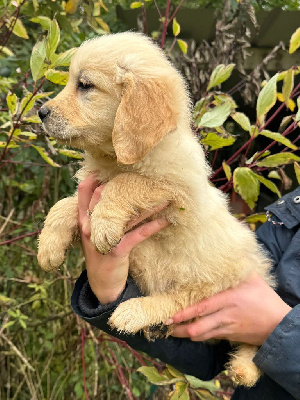 Les chiots de Golden Retriever