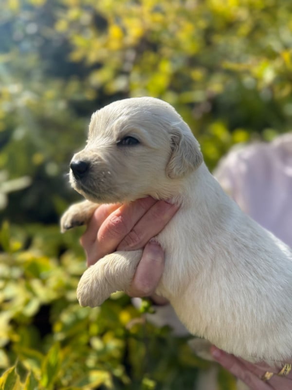 Golden Retriever - des Mannes Fleuries