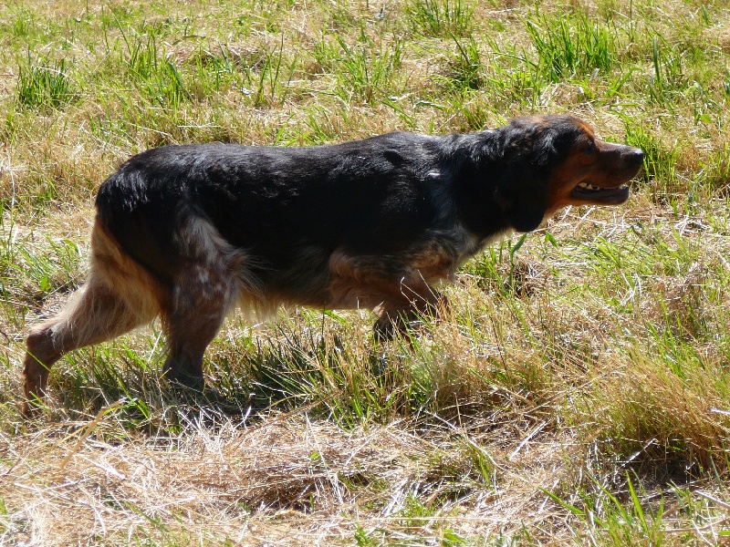 Publication : des Hautes Clauzes Auteur : Guy RAFFIER