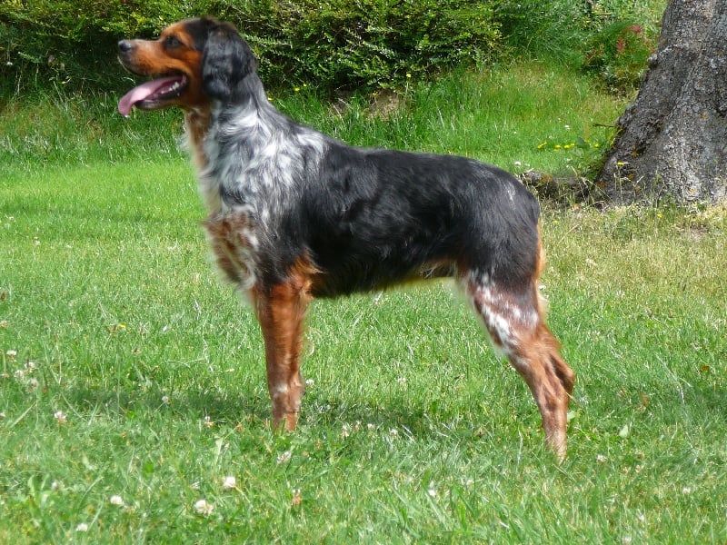 Publication : des Hautes Clauzes Auteur : Guy RAFFIER