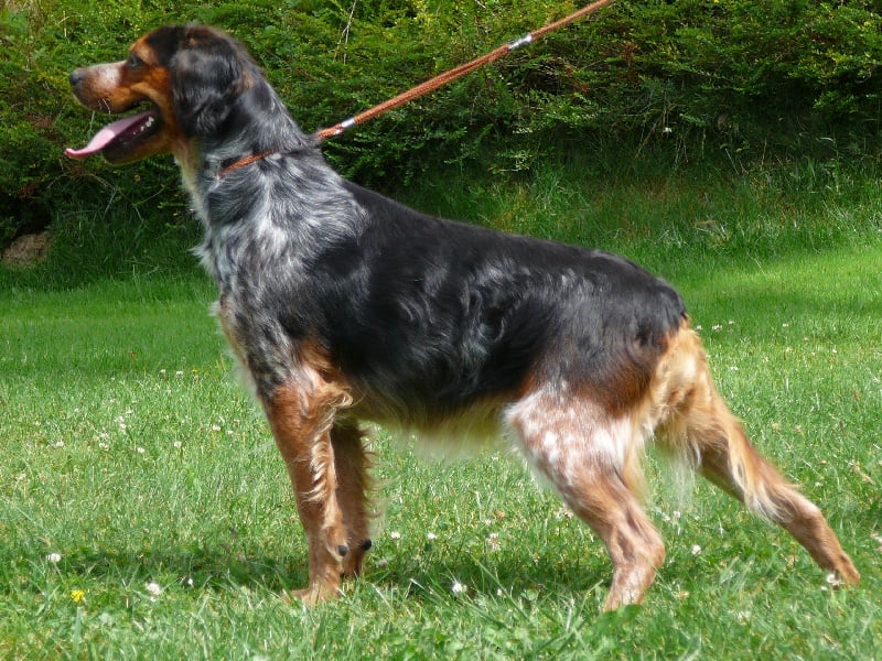 Publication : des Hautes Clauzes Auteur : Guy RAFFIER