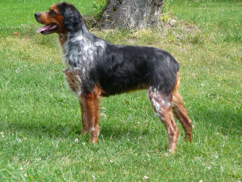 Publication : des Hautes Clauzes Auteur : Guy RAFFIER