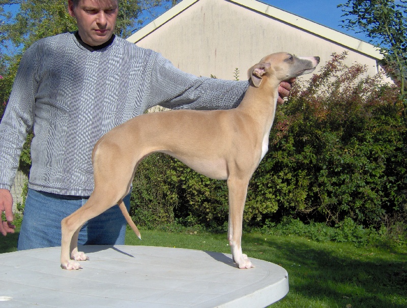 Donna star du haras d'hélios