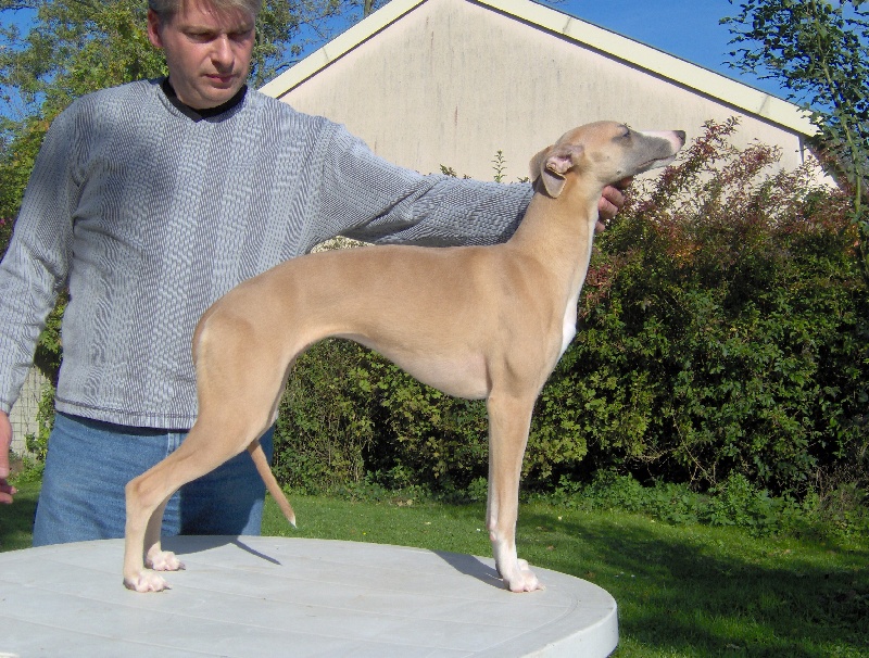 Donna star du haras d'hélios