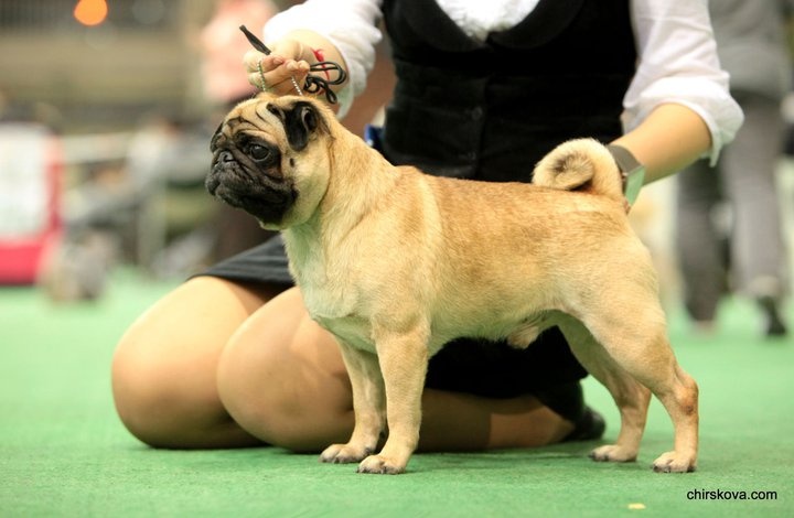 CH. riganna Twist and Shout - 1 excellent, CW (classe champion)