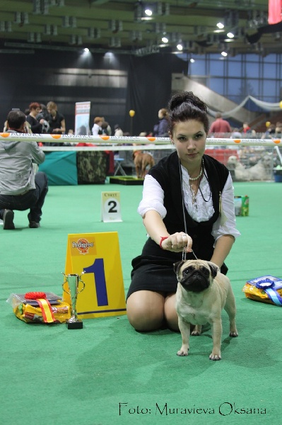 CH. riganna Twist and Shout - 2 excellent, CC