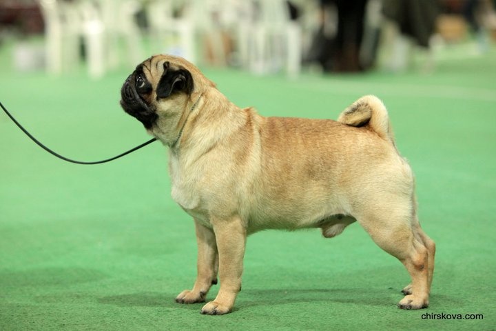 CH. riganna Twist and Shout - Excellent 1, CW