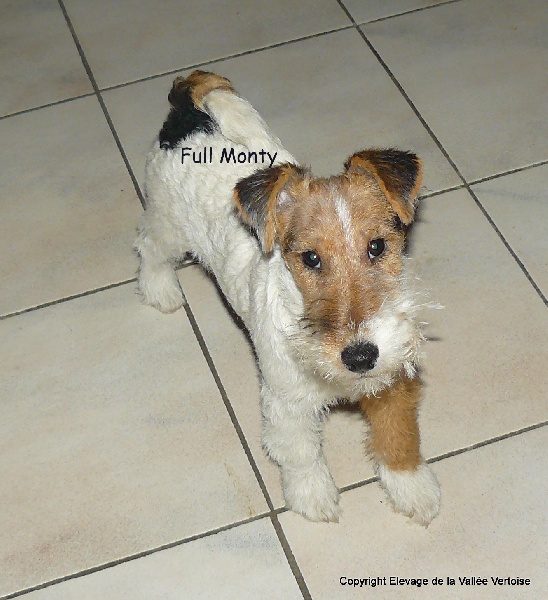 Publication : de la Vallée Vertoise Auteur : Christine LARDOT