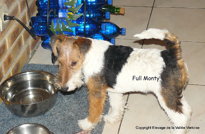 Publication : de la Vallée Vertoise Auteur : Christine LARDOT