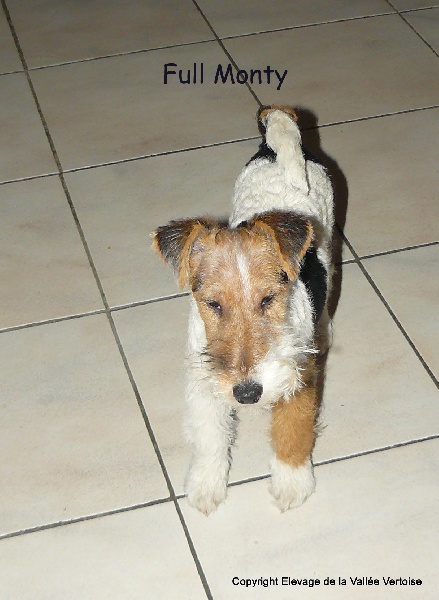 Publication : de la Vallée Vertoise Auteur : Christine LARDOT