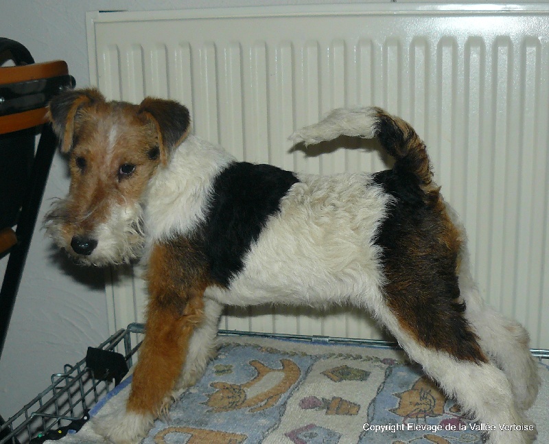 Publication : de la Vallée Vertoise Auteur : Christine LARDOT