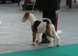 Full monty de la Vallée Vertoise - 1ère Très Prometteur et Meilleure Baby