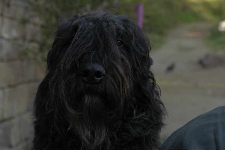 Publication : du Puy Richard