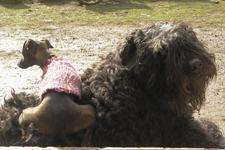 Publication : du Puy Richard