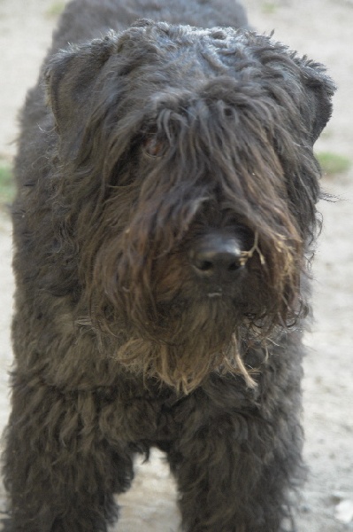 Publication : du Puy Richard