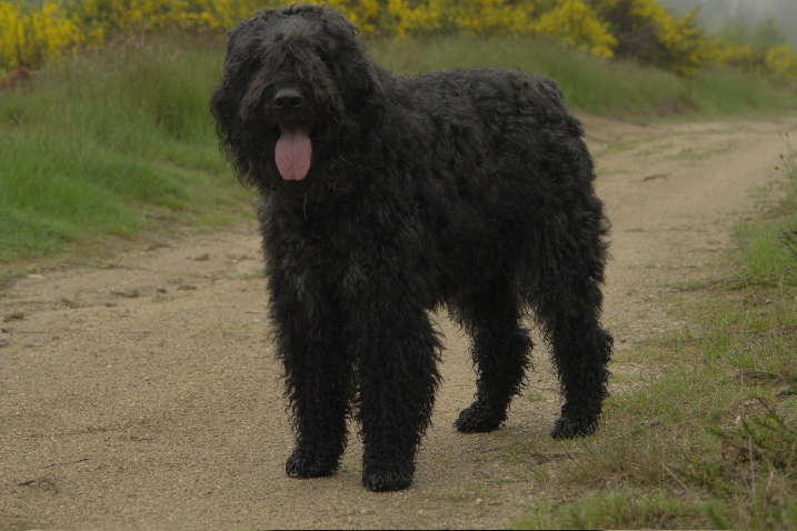 Publication : du Puy Richard