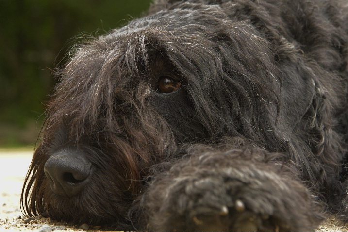 Publication : du Puy Richard