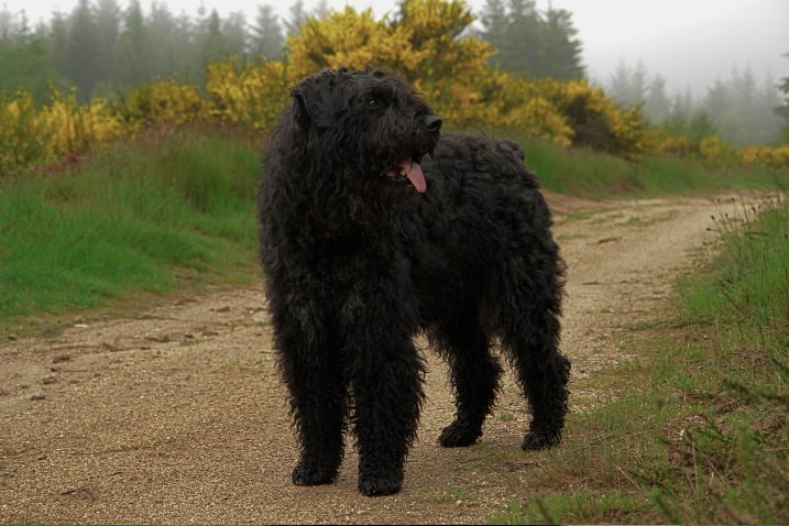 Publication : du Puy Richard