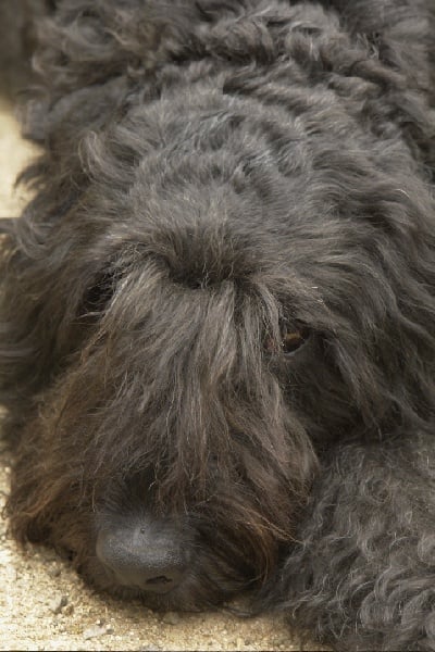 Publication : du Puy Richard