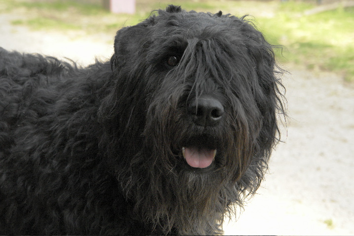 Publication : du Puy Richard