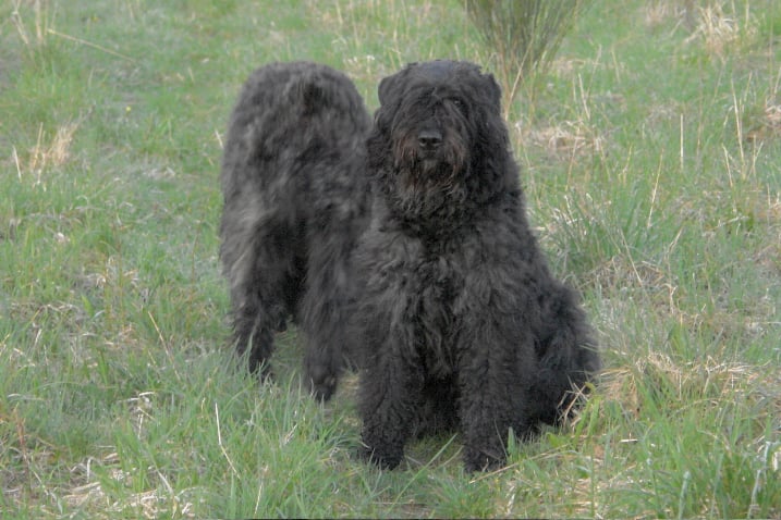 Publication : du Puy Richard