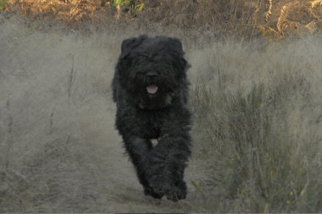 Publication : du Puy Richard