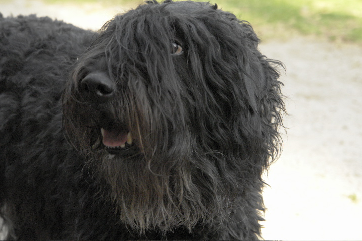 Publication : du Puy Richard