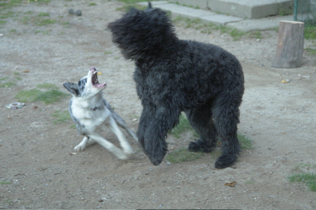 Publication : du Puy Richard