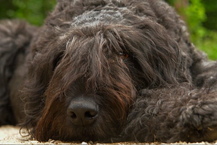 Publication : du Puy Richard