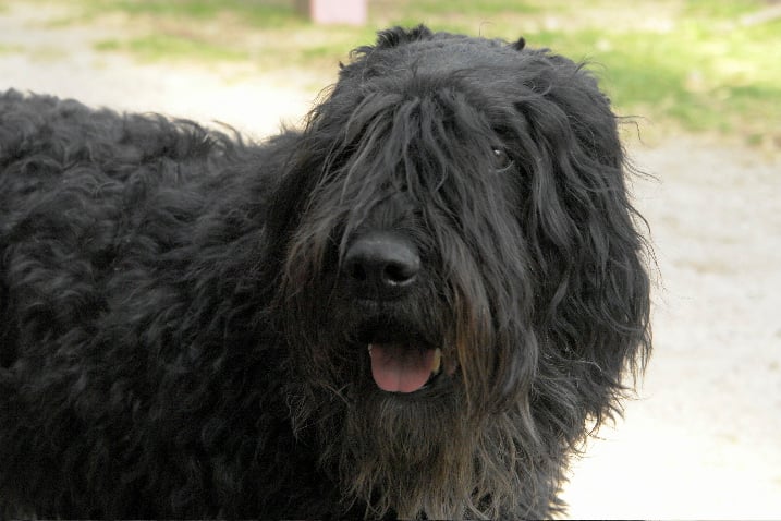 Publication : du Puy Richard