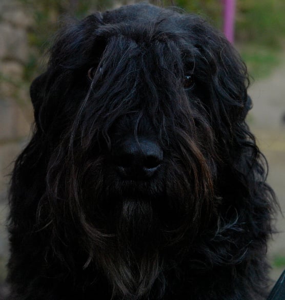 Publication : du Puy Richard