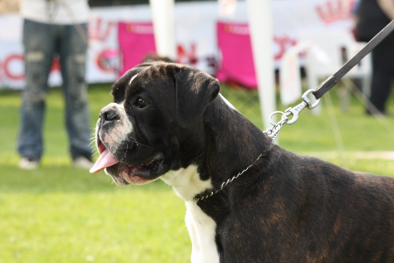 Haltesse manoir de la Verdière - 2ème Excellent + R-CCC