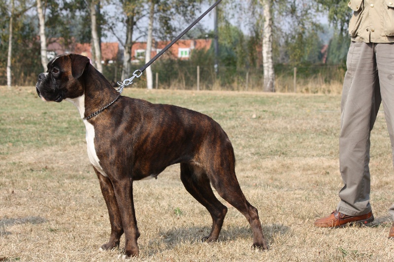 Harley de la Verdière - 3ème Excellent