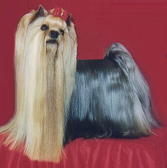 Publication : Nuberali