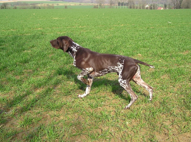 Publication : de la Pointe au Pairon