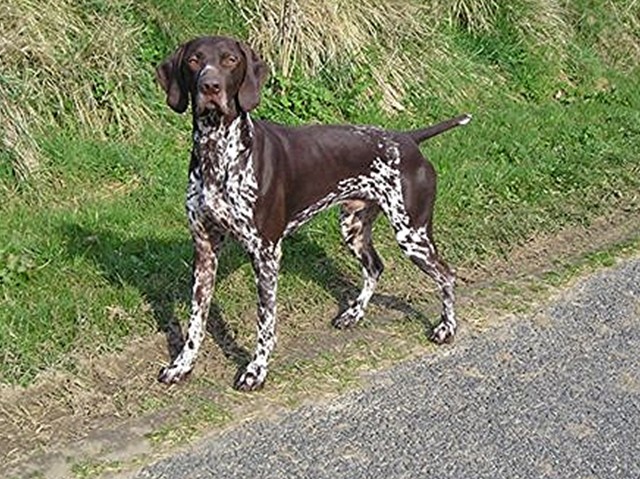 Publication : de la Pointe au Pairon