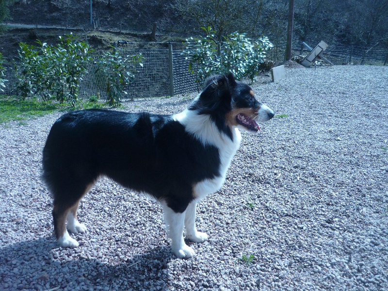 Publication : du Domaine de Naugigoutte Auteur : sc