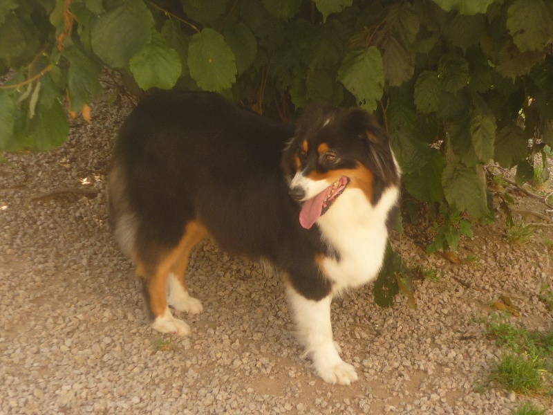 Publication : du Domaine de Naugigoutte Auteur : sc